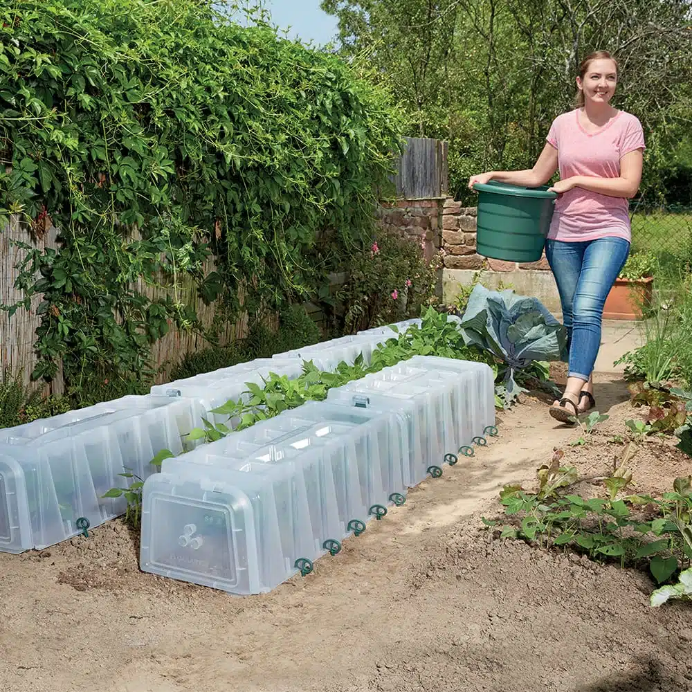 Sunny Growing Tunnel